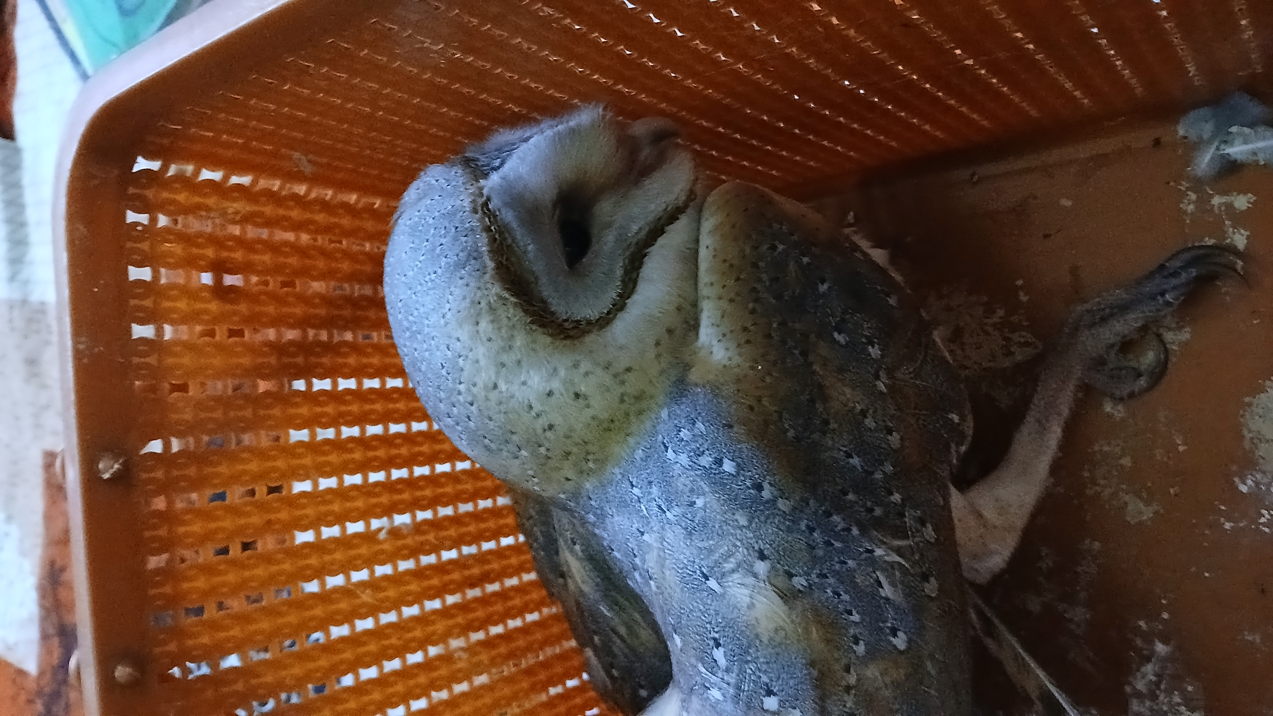 Rescue Barn owl