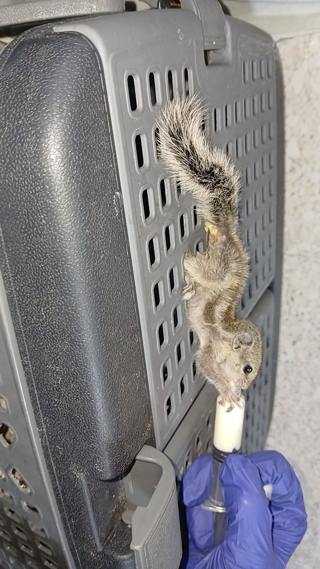 Baby squirrel rescued