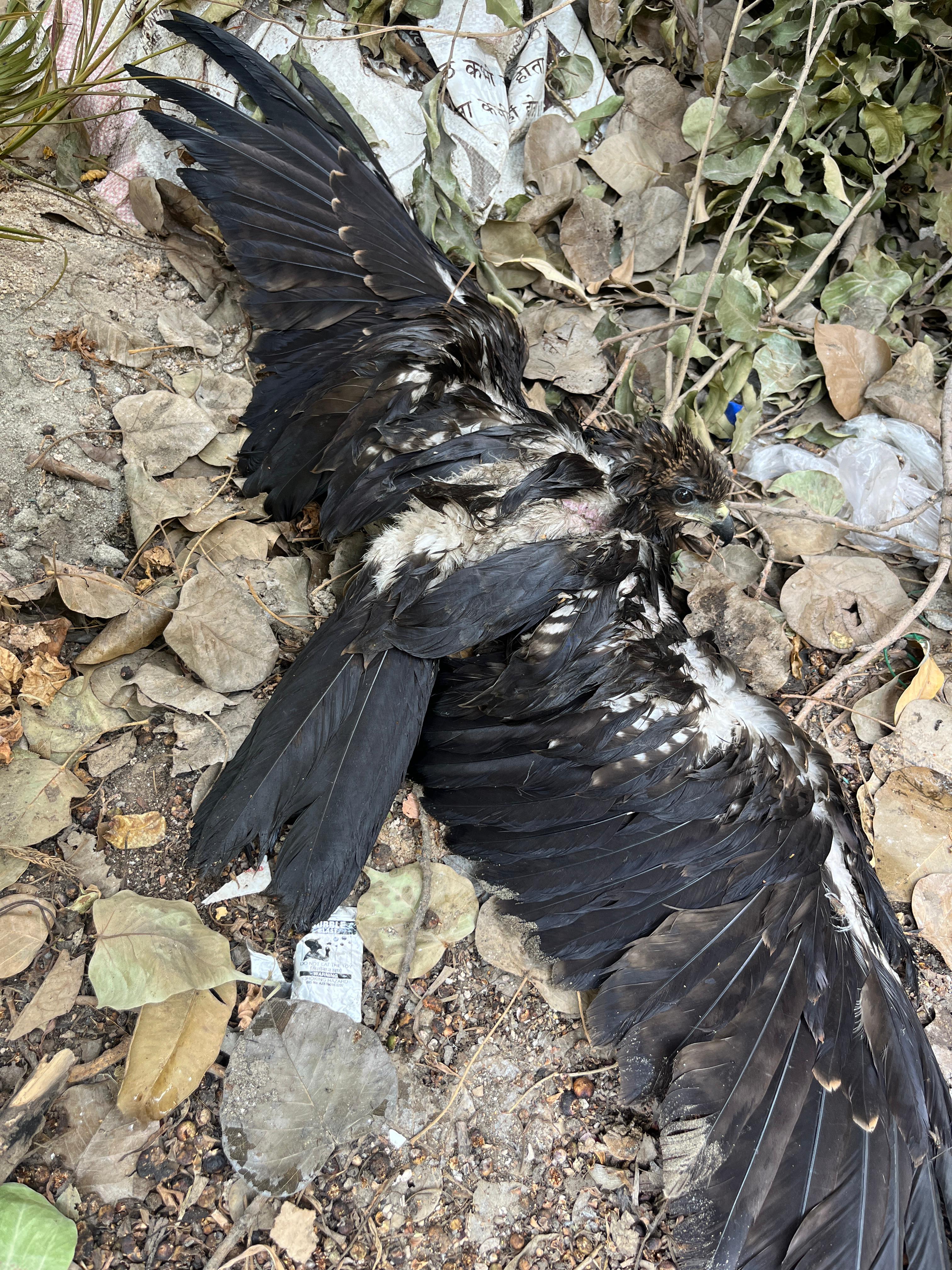 Black kite Rescued