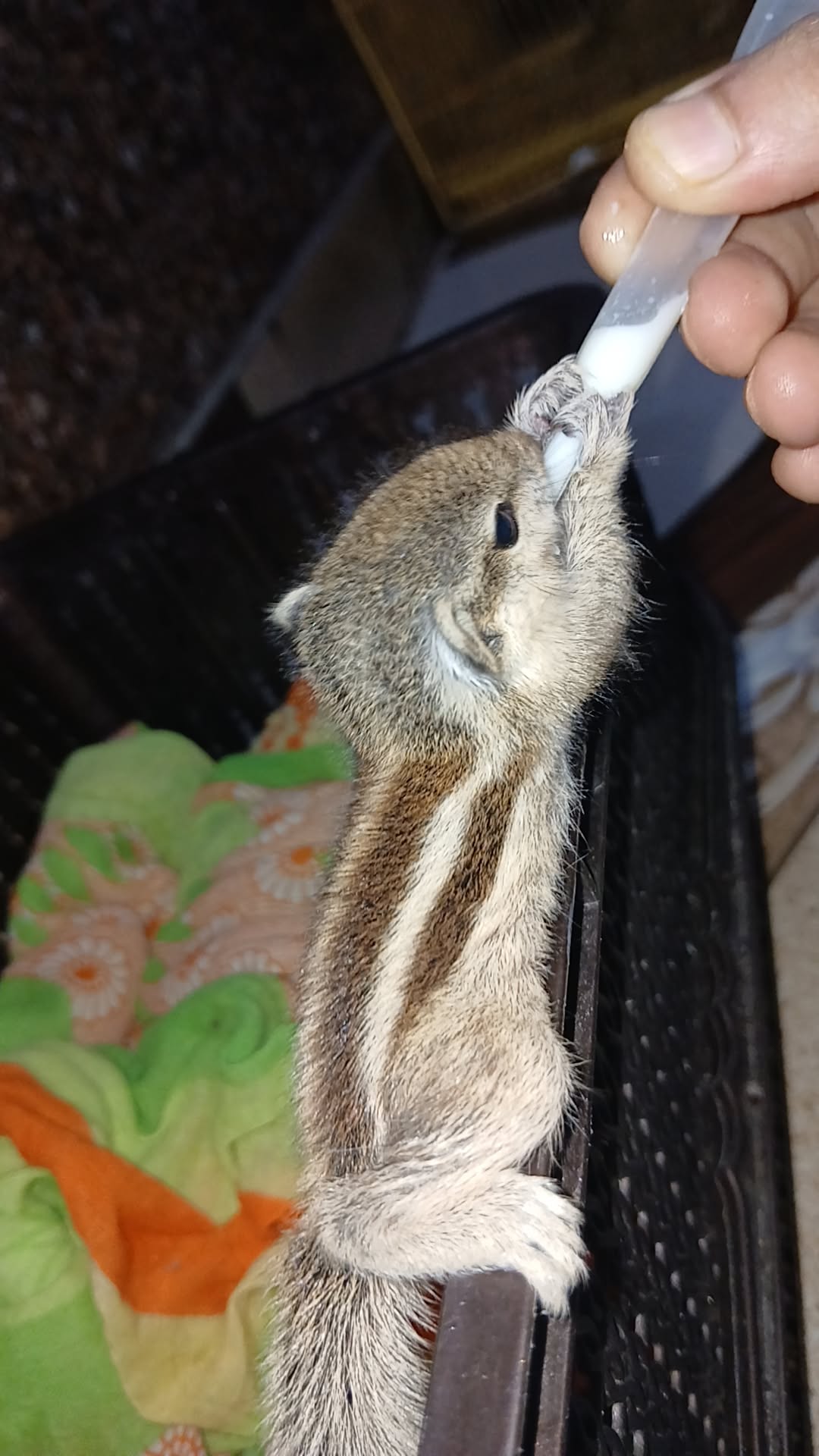 Indian palm baby squirrel rescued